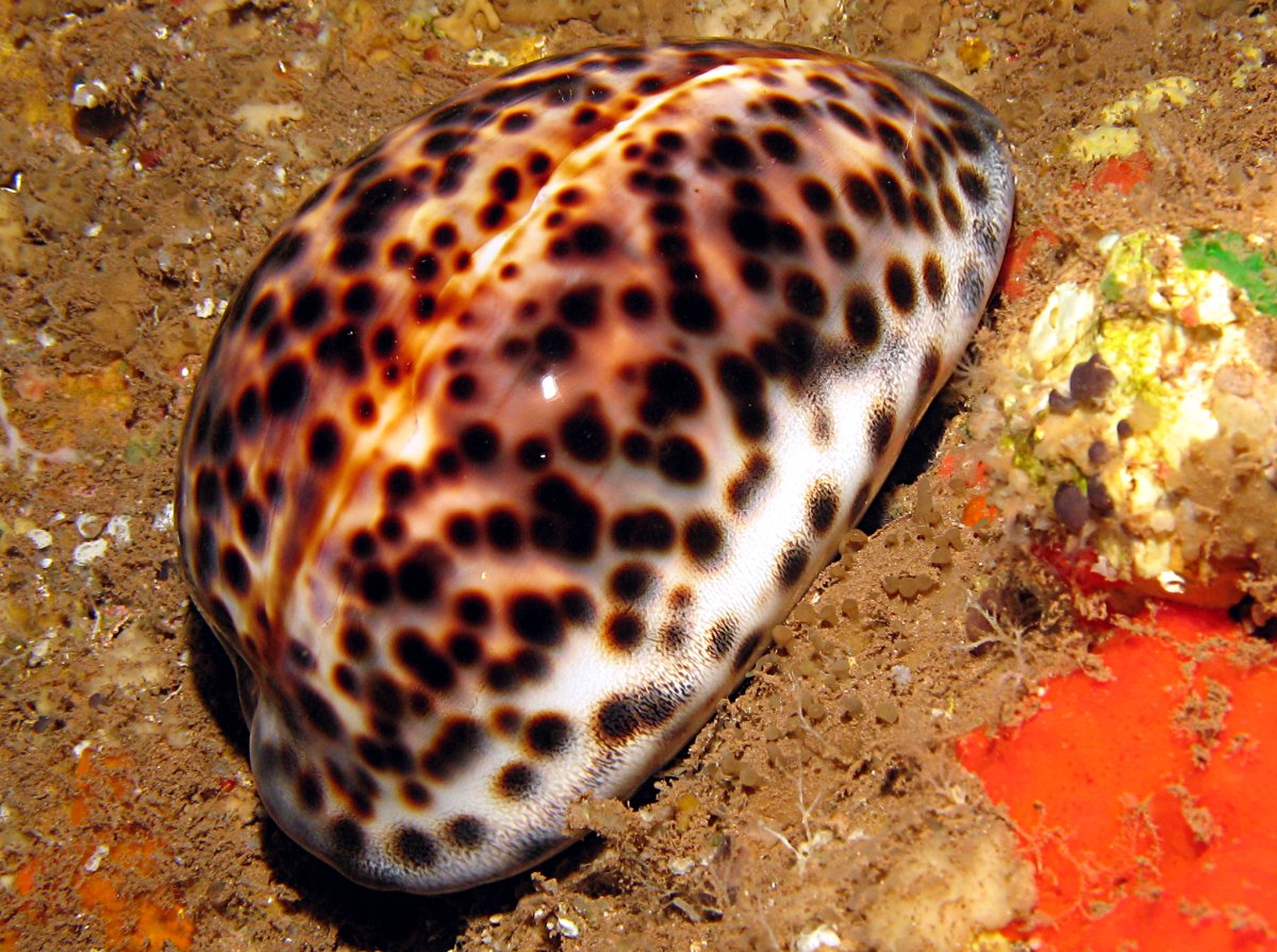 Cypraea tigris